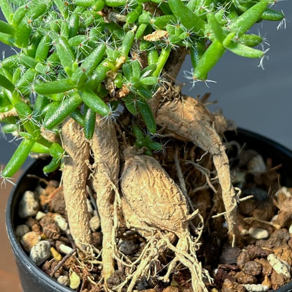 観葉植物 トリコディアデマ ステラツム 宙来宝...の詳細画像5