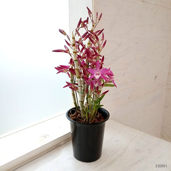 デンドロビウム レインボーダンス赤ずきんちゃん4号鉢植え |  | 05