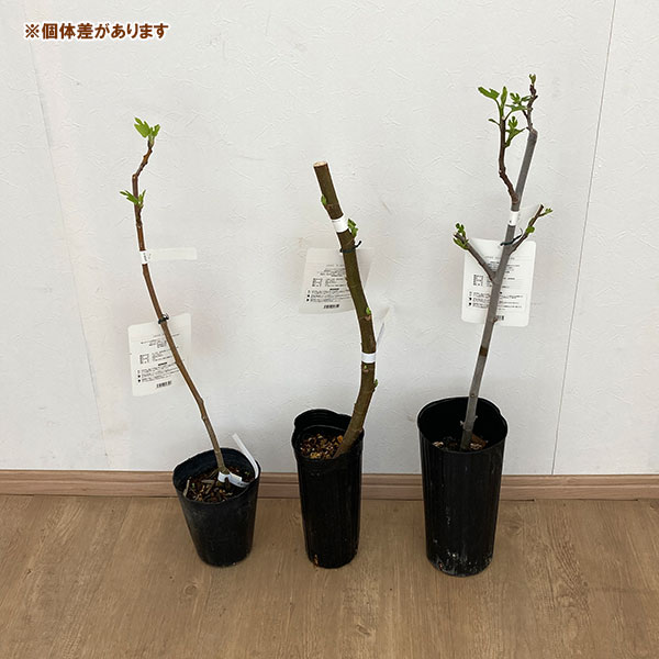 果樹の苗/イチジク：レディーグレイ4号ポット｜engei｜03