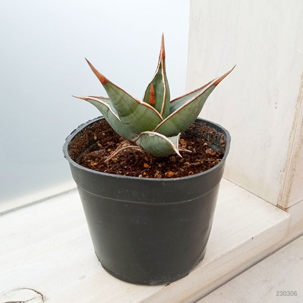 観葉植物 サンセベリア ピングイキュラ 3.5...の詳細画像1