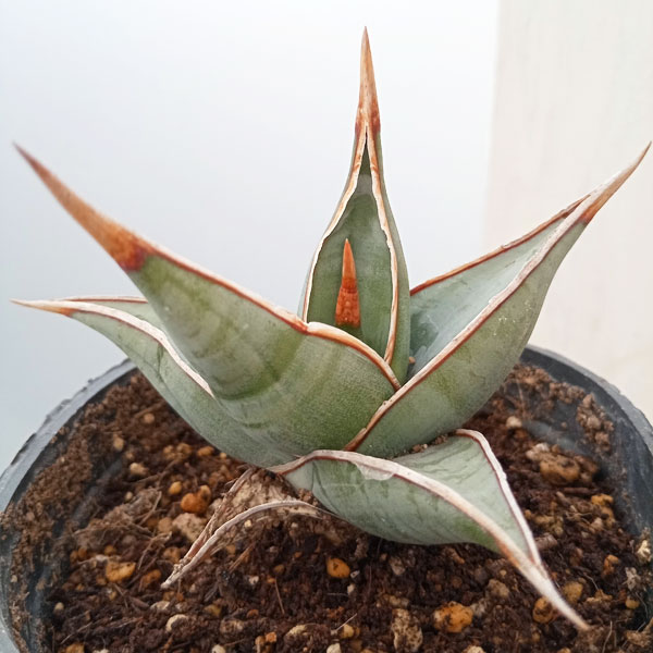 観葉植物 サンセベリア ピングイキュラ 3.5...の詳細画像2