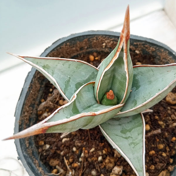 観葉植物 サンセベリア ピングイキュラ 3.5...の詳細画像3