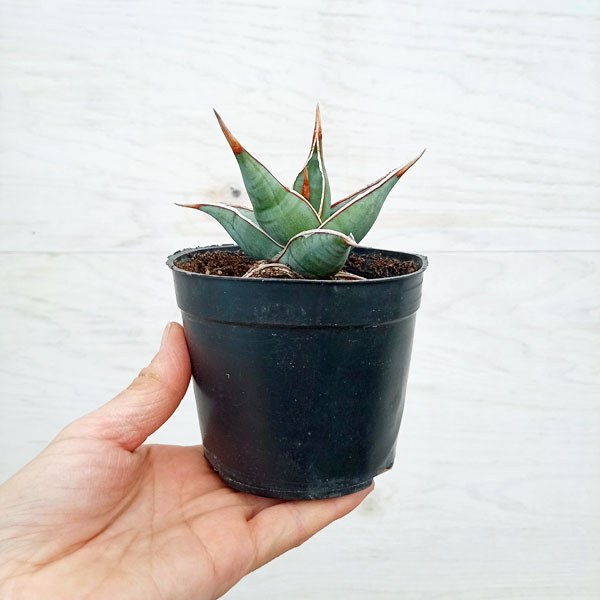 観葉植物 サンセベリア ピングイキュラ 3.5...の詳細画像4