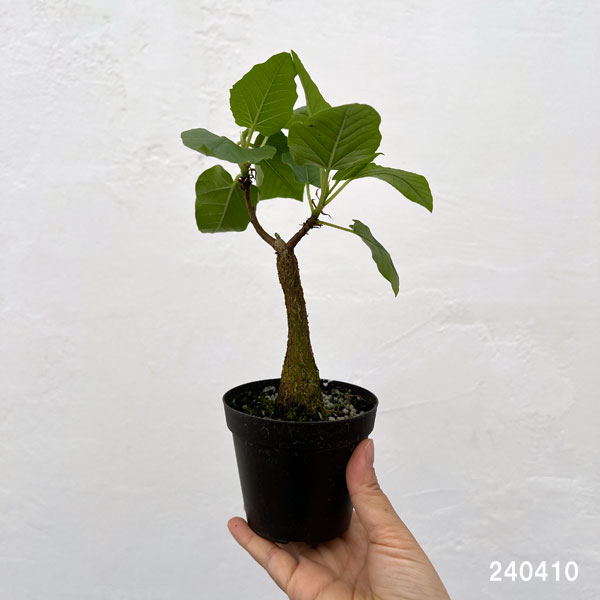 観葉植物/フィカス：パルメリー　3号硬質ポット |  | 01