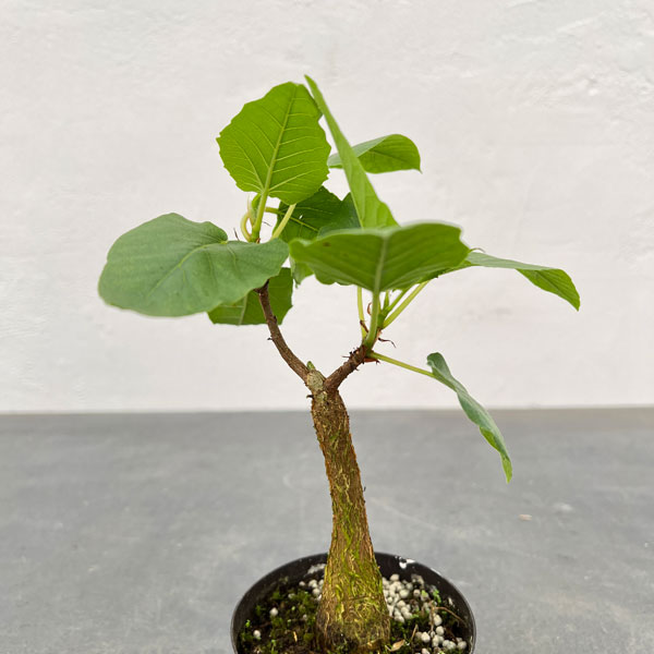 観葉植物/フィカス：パルメリー　3号硬質ポット |  | 02