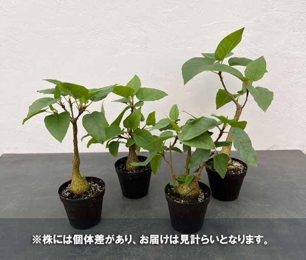 観葉植物/フィカス：パルメリー　3号硬質ポット |  | 05