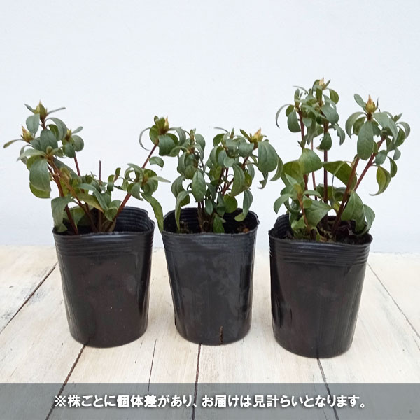 花木 庭木の苗 平戸ツツジ 貴婦人(キフジン)...の詳細画像3