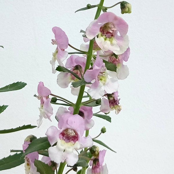 草花の苗 アンゲロニア アロニアビッグ バイカ...の詳細画像2