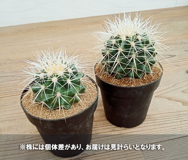 観葉植物/アーリーサマーセール サボテン：白刺金シャチ　4号｜engei｜06