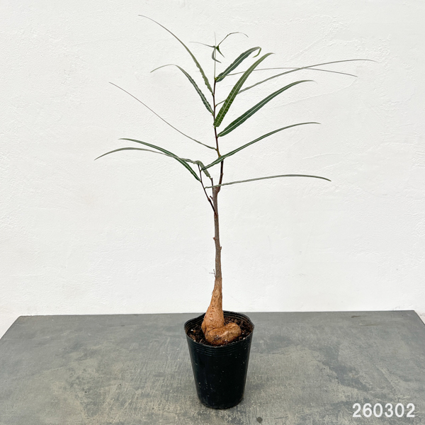 観葉植物 ブラキチトン（ボトルツリー） ルペストリス 4号ロングポット