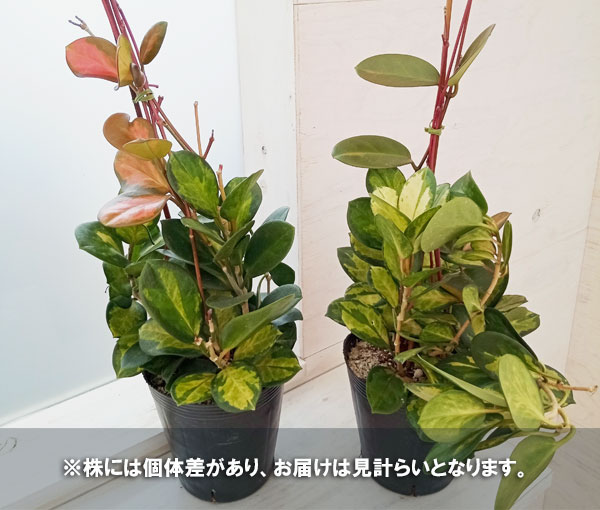 観葉植物/（わけあり特価）ホヤ：オーストラリス リサ 5号 : 215844