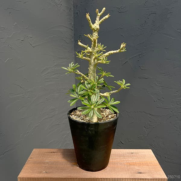 観葉植物 ドルステニア ギガス 6号23-01の詳細画像5