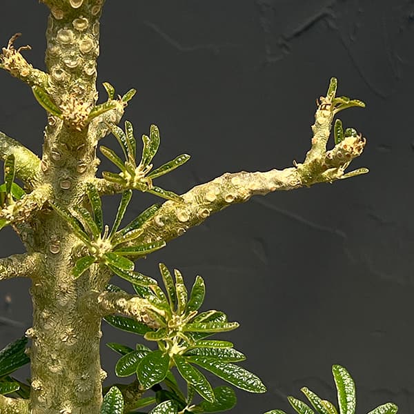 観葉植物 ドルステニア ギガス 6号23-01の詳細画像1