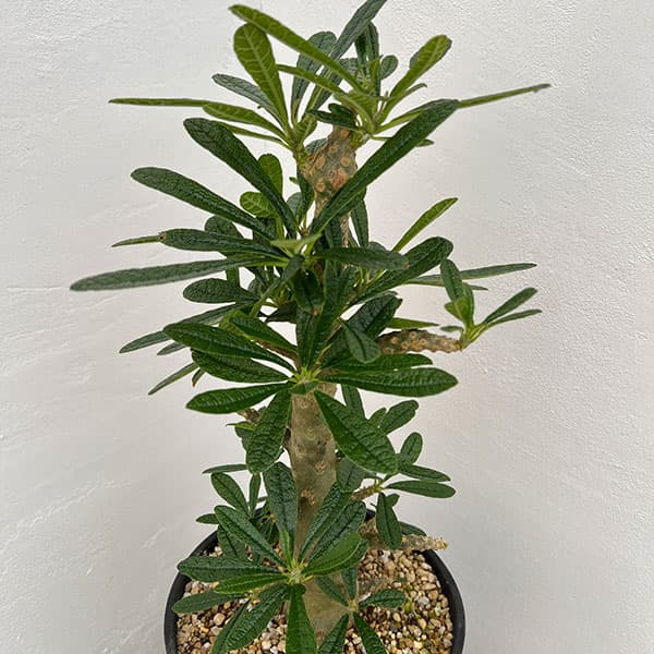 観葉植物 ドルステニア ギガス 6号23-01の詳細画像2