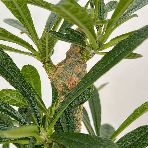 観葉植物 ドルステニア ギガス 6号23-01の詳細画像3