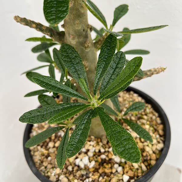 観葉植物 ドルステニア ギガス 6号23-01の詳細画像4