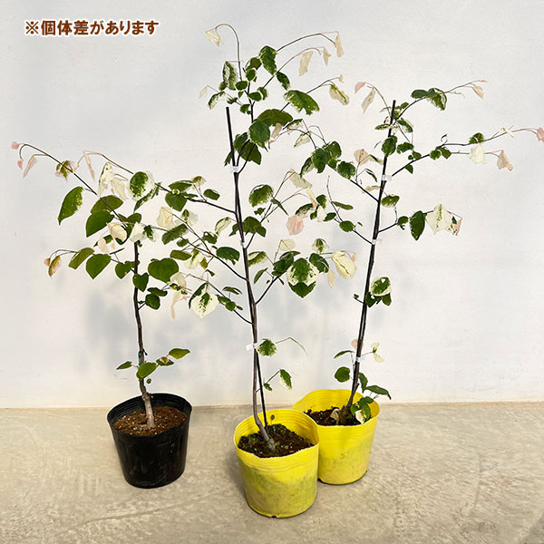 アメリカハナズオウ ハートオブゴールド（苗木、植木） | 花
