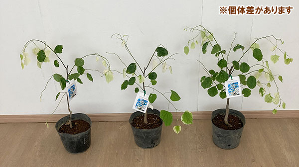 アメリカハナズオウ ハートオブゴールド（苗木、植木） | 花