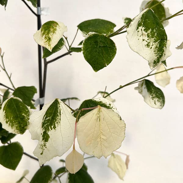 アメリカハナズオウ ハートオブゴールド（苗木、植木） | 花