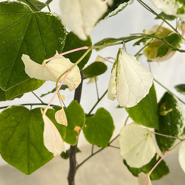 アメリカハナズオウ ハートオブゴールド（苗木、植木） | 花
