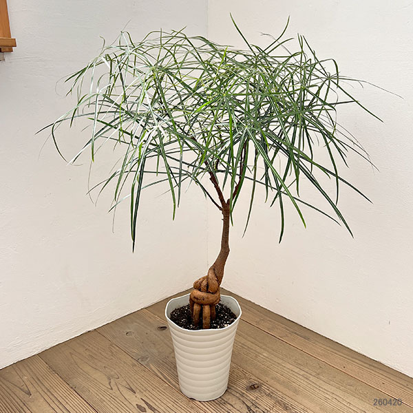 ボトルツリー ブラキキトン（観葉植物） | 花、ガーデニング の商品