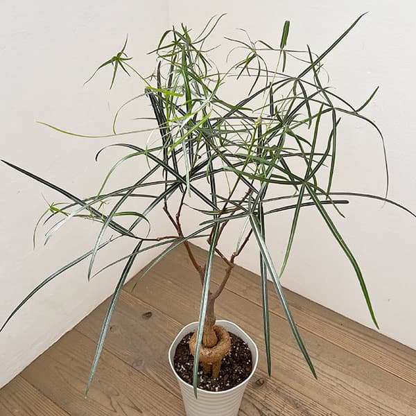 ブラキキトン ボトルツリー（観葉植物） | 花、ガーデニング の商品