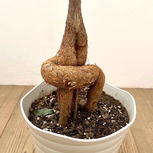 モンキーツリー 植物のおすすめ人気商品一覧 通販 - Yahoo!ショッピング