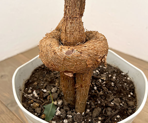ボトルツリー ブラキキトン（観葉植物） | 花、ガーデニング の商品