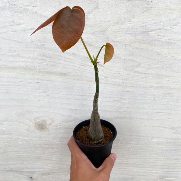 ボンバックス 植物のおすすめ人気商品一覧 通販 - Yahoo