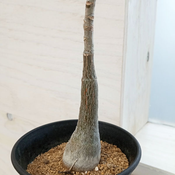 観葉植物 棚卸セール プセウドボンバックス エリプチクム（実生株） 3