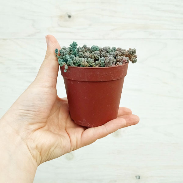 観葉植物 セダム プレビフォリウム 3号ポットの詳細画像4
