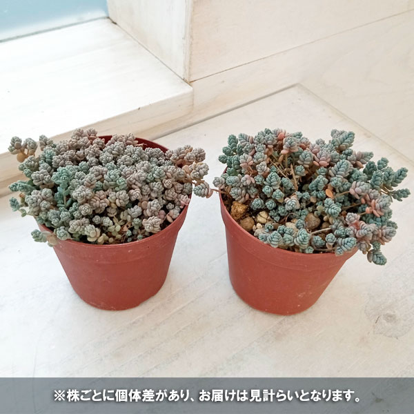 観葉植物 セダム プレビフォリウム 3号ポットの詳細画像5
