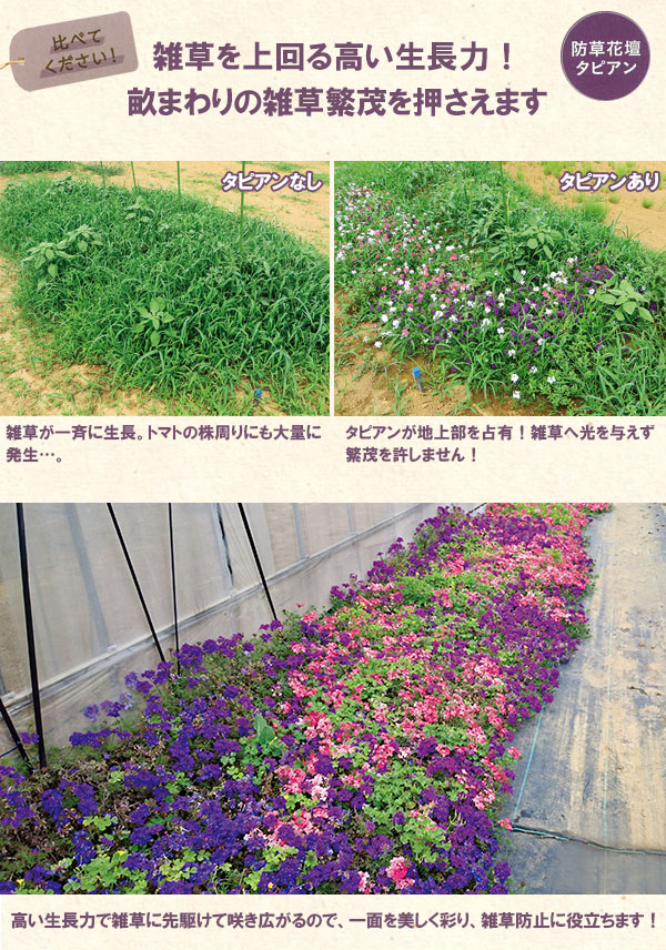 草花の苗 バーベナ(宿根) タピアンローズ3号...の詳細画像4