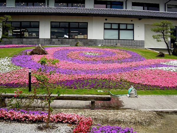 草花の苗 バーベナ(宿根) タピアンローズ3号...の詳細画像3