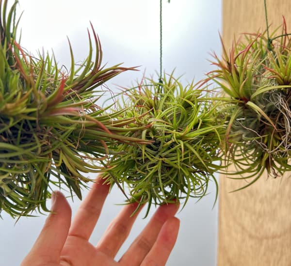 観葉植物 チランジア イオナンタ ハンギングボ...の詳細画像5