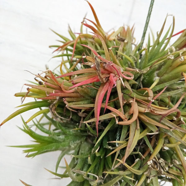 観葉植物 チランジア イオナンタ ハンギングボ...の詳細画像1