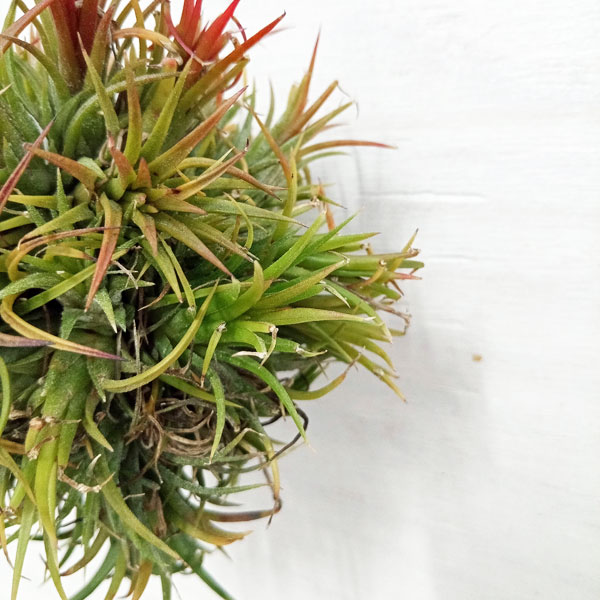 観葉植物 チランジア イオナンタ ハンギングボ...の詳細画像2