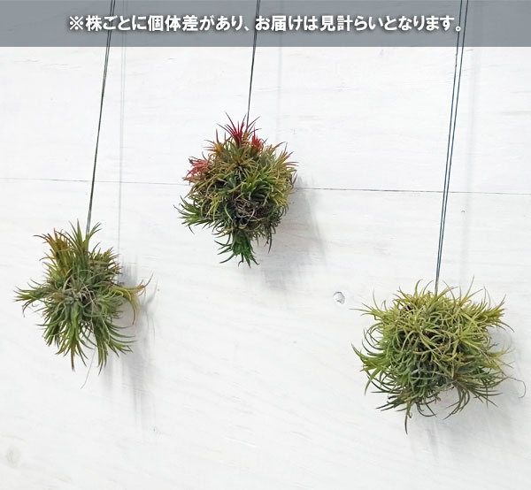 観葉植物 チランジア イオナンタ ハンギングボ...の詳細画像3