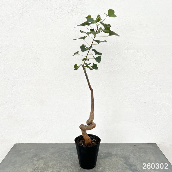 観葉植物 ブラキキトン(ボトルツリー) ポプル...の詳細画像1