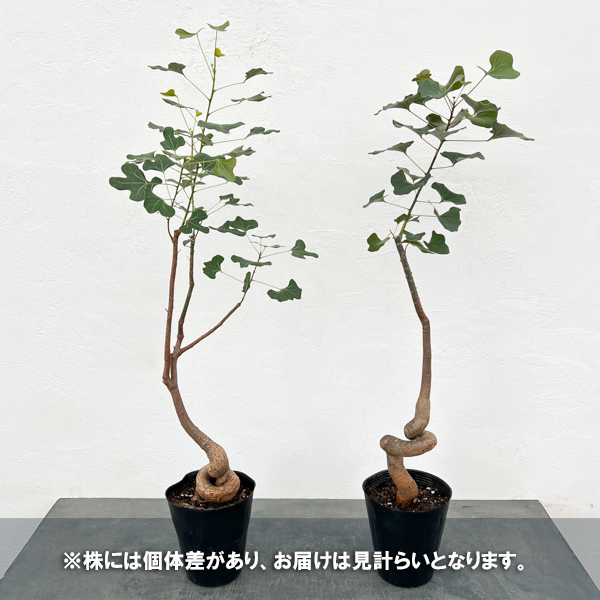 観葉植物 ブラキキトン(ボトルツリー) ポプル...の詳細画像2