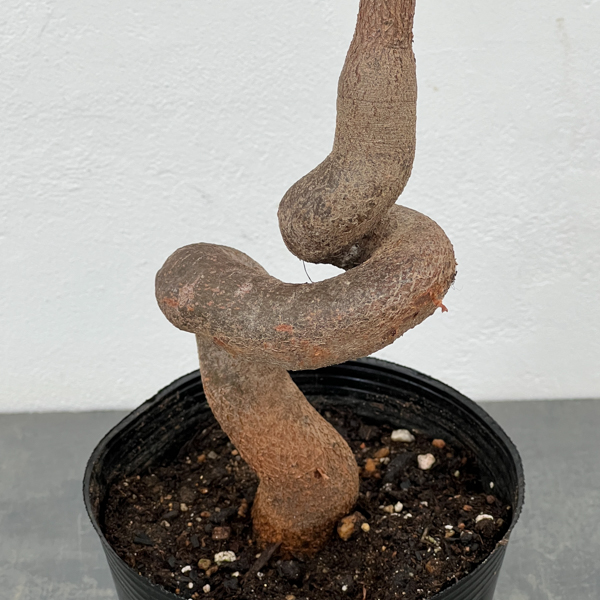 観葉植物 ブラキキトン(ボトルツリー) ポプル...の詳細画像3