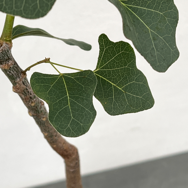 観葉植物 ブラキキトン(ボトルツリー) ポプル...の詳細画像4