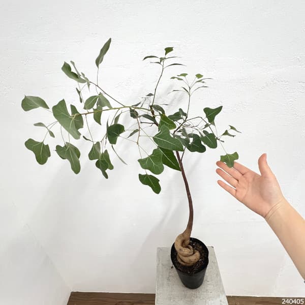 観葉植物 ブラキキトン(ボトルツリー) ポプル...の詳細画像5