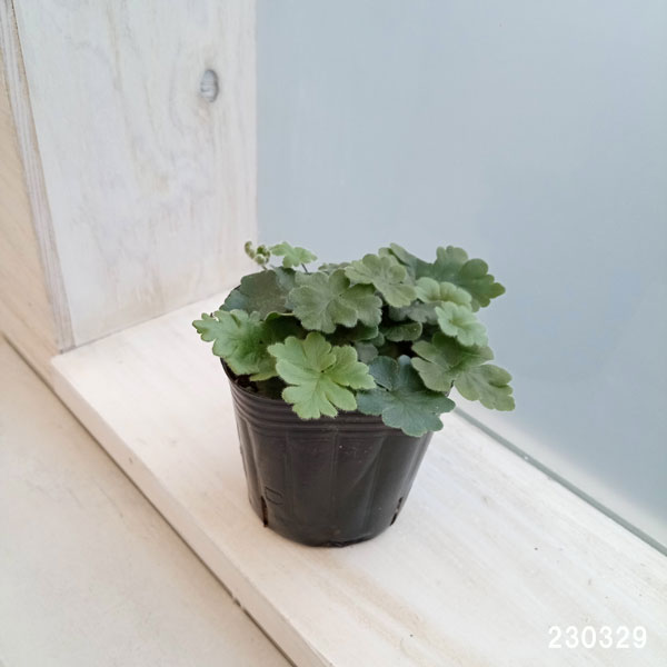 観葉植物 ドリオプテリス ピローサ ゲミフェラ...の詳細画像5