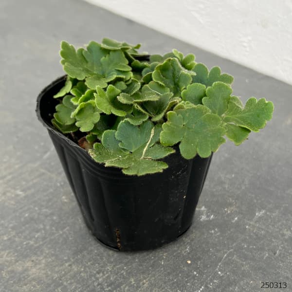 観葉植物 ドリオプテリス ピローサ ゲミフェラ...の詳細画像1