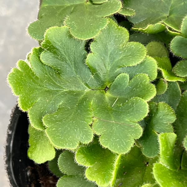 観葉植物 ドリオプテリス ピローサ ゲミフェラ...の詳細画像2