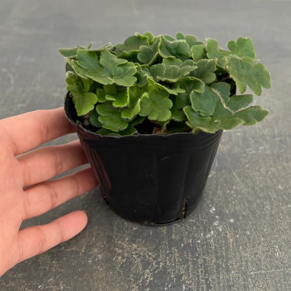 観葉植物 ドリオプテリス ピローサ ゲミフェラ...の詳細画像3
