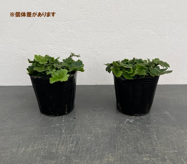 観葉植物 ドリオプテリス ピローサ ゲミフェラ...の詳細画像4