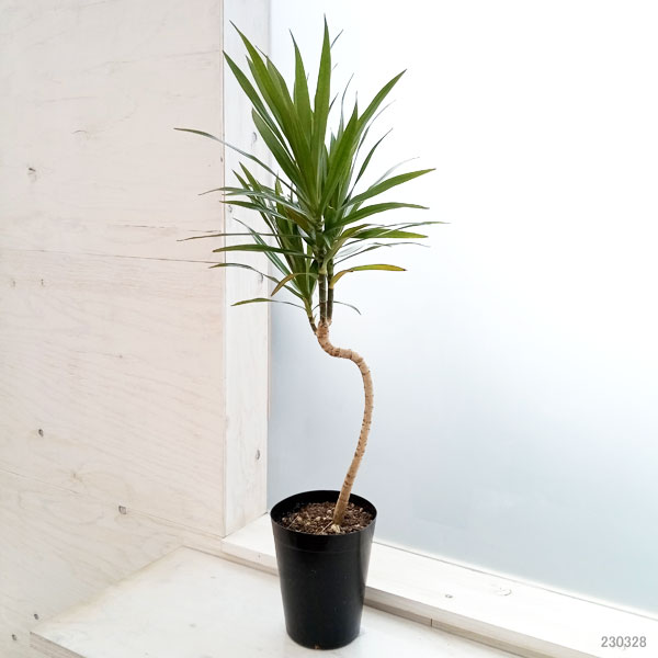 ユッカ3種セット　① 観葉植物 8号 ユッカ」の人気商品一覧 | 安い商品を通販サイト