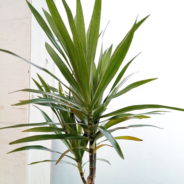 ユッカ3種セット　① ユッカの通販 | 観葉植物はGreenSnapSTORE